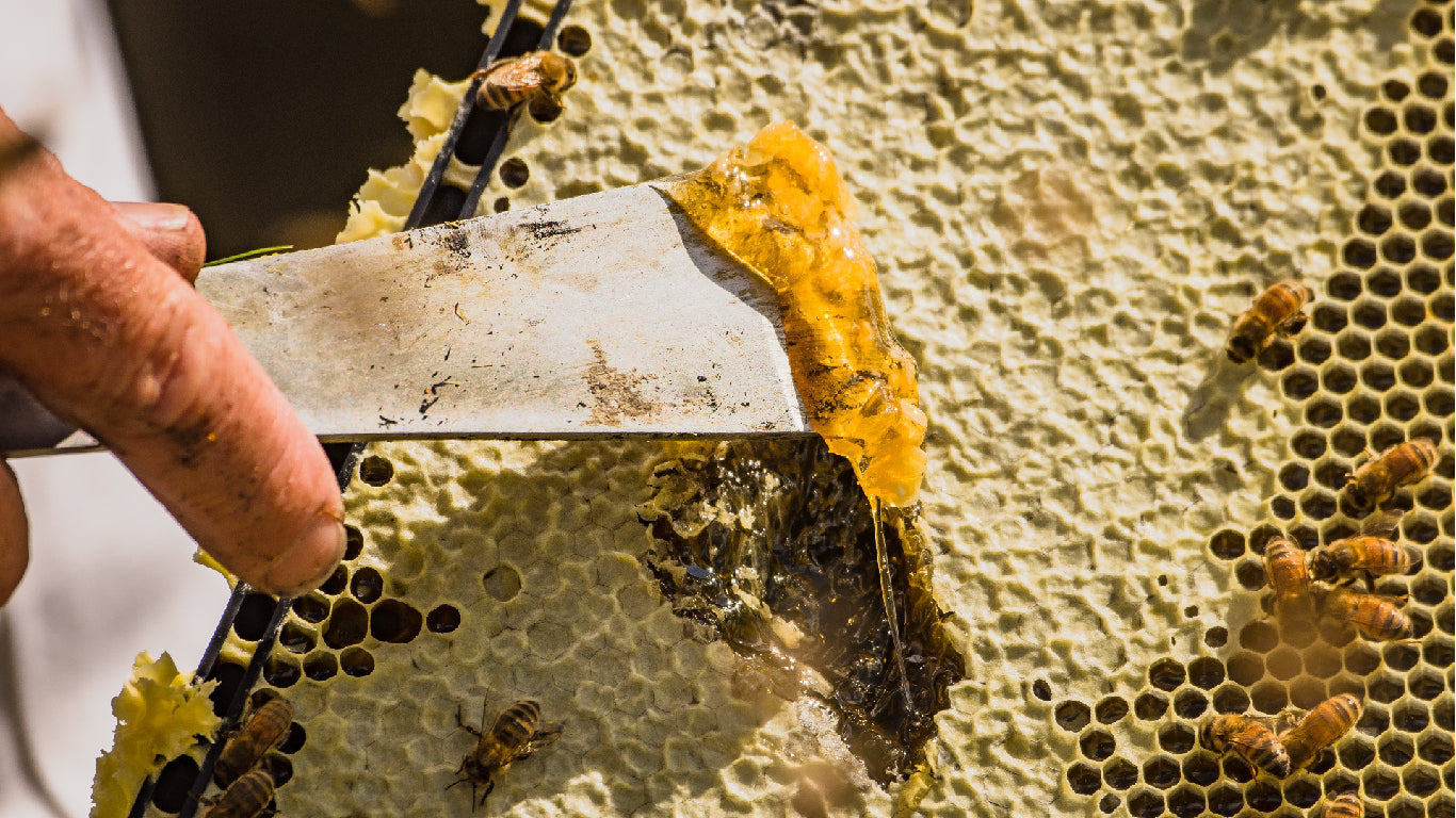 5 Reasons to Use Manuka Honey for Sunburn