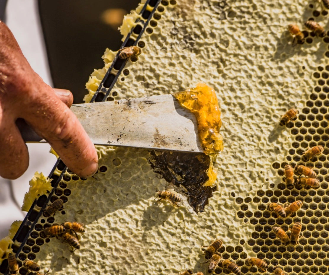 Fresh Honey Being Scraped from Honeycomb
